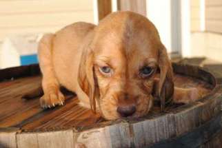 Bloodhound Puppy for sale in ALBEMARLE, NC, USA