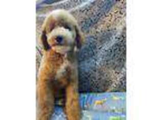 Mutt Puppy for sale in Lake Charles, LA, USA