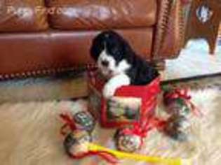 English Springer Spaniel Puppy for sale in Van Wert, OH, USA