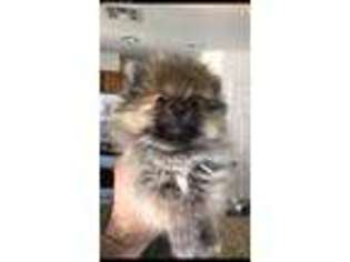Pomeranian Puppy for sale in Desert Hot Springs, CA, USA