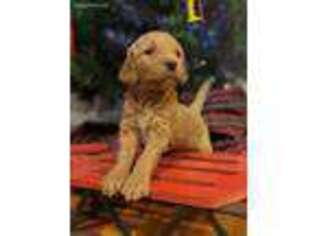 Goldendoodle Puppy for sale in Metter, GA, USA