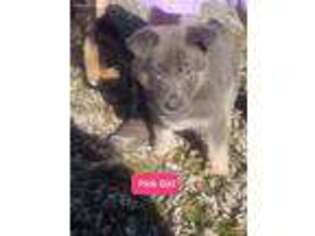 German Shepherd Dog Puppy for sale in Fredonia, PA, USA