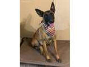 Belgian Malinois Puppy for sale in Gillette, WY, USA