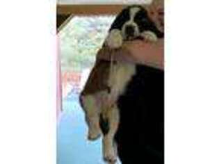 Saint Bernard Puppy for sale in New Philadelphia, OH, USA