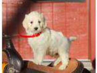 Goldendoodle Puppy for sale in Paradise, PA, USA