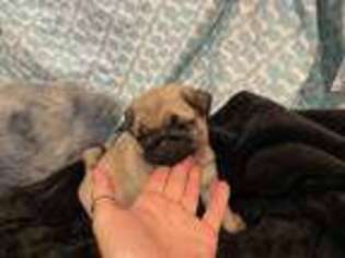 Pug Puppy for sale in Mayfield, KY, USA
