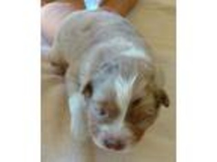Australian Shepherd Puppy for sale in Waycross, GA, USA