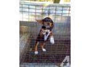 Beagle Puppy for sale in PLOVER, WI, USA