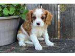 Cavalier King Charles Spaniel Puppy for sale in Newville, PA, USA