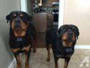 Rottweiler Puppy for sale in ELKHORN, WI, USA