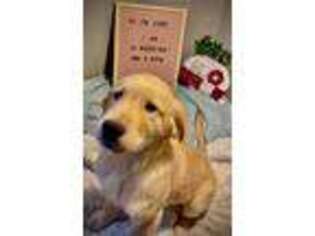 Golden Retriever Puppy for sale in Kenova, WV, USA