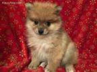 Pomeranian Puppy for sale in Farmington, MI, USA