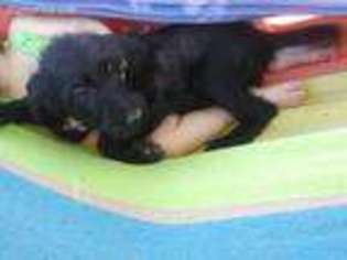 Labradoodle Puppy for sale in Columbia, KY, USA