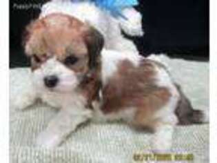 Mutt Puppy for sale in Niagara Falls, NY, USA