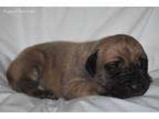 Mastiff Puppy for sale in Tenaha, TX, USA