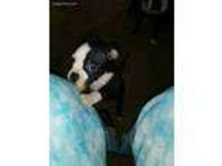 Boston Terrier Puppy for sale in Keizer, OR, USA