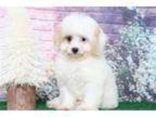 Cavapoo Puppy for sale in Baltimore, MD, USA