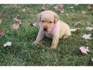 Labrador Retriever Puppy for sale in Marceline, MO, USA