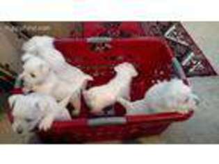West Highland White Terrier Puppy for sale in Osseo, WI, USA
