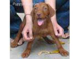 Vizsla Puppy for sale in Upland, CA, USA