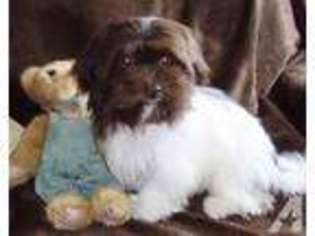 Havanese Puppy for sale in MISSOULA, MT, USA