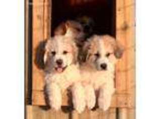 Great Pyrenees Puppy for sale in Warrensburg, MO, USA