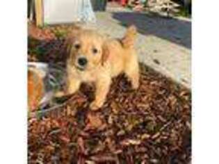 Golden Retriever Puppy for sale in Morriston, FL, USA