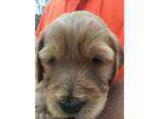 Goldendoodle Puppy for sale in Celina, TX, USA