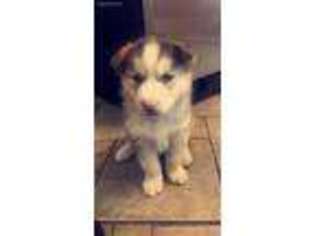 Siberian Husky Puppy for sale in North Bergen, NJ, USA