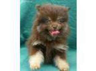 Pomeranian Puppy for sale in Batesburg, SC, USA