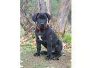 Great Dane Puppy for sale in Squaw Valley, CA, USA