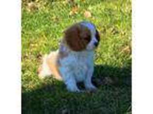 Cavalier King Charles Spaniel Puppy for sale in Dillsboro, IN, USA