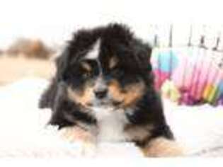 Miniature Australian Shepherd Puppy for sale in Seward, NE, USA