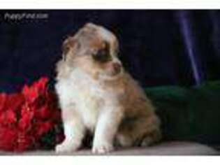 Miniature Australian Shepherd Puppy for sale in Christiana, PA, USA