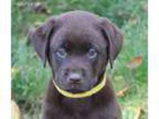 Labrador Retriever Puppy for sale in Dalton, OH, USA
