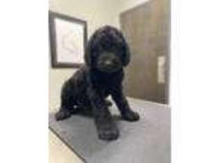 Labradoodle Puppy for sale in Carol Stream, IL, USA