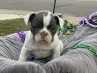 French Bulldog Puppy for sale in Live Oak, CA, USA