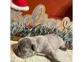 French Bulldog Puppy for sale in Wytheville, VA, USA
