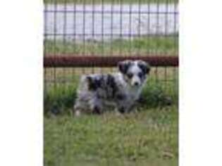 Miniature Australian Shepherd Puppy for sale in Normangee, TX, USA