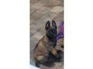 Belgian Malinois Puppy for sale in Hialeah, FL, USA