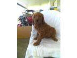 Goldendoodle Puppy for sale in Moberly, MO, USA