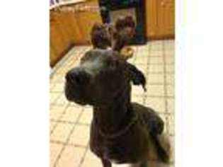 Great Dane Puppy for sale in Willshire, OH, USA