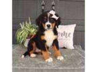 Bernese Mountain Dog Puppy for sale in Rome City, IN, USA