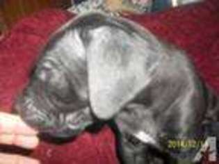 Great Dane Puppy for sale in THE PLAINS, OH, USA