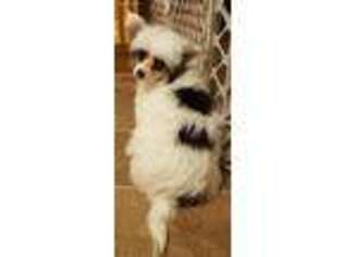 Chinese Crested Puppy for sale in Oroville, WA, USA