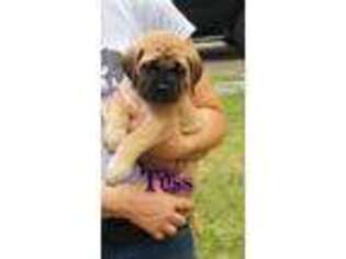 Mastiff Puppy for sale in Charlotte, NC, USA