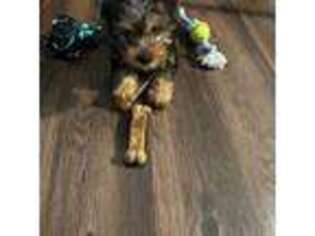 Yorkshire Terrier Puppy for sale in Highlands Ranch, CO, USA