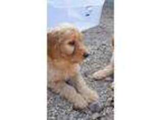 Goldendoodle Puppy for sale in Glenville, MN, USA