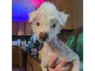 Chinese Crested Puppy for sale in Cleveland, OH, USA