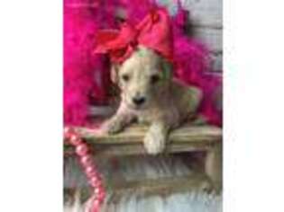 Goldendoodle Puppy for sale in Fredericktown, MO, USA